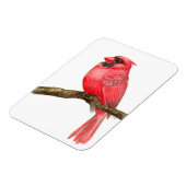 Waterverf kardinale vogels magneet (Linkerzijde)