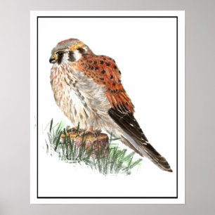 Waterverf Kestrel, Sparrow Hawk, Falcon, Bird Poster