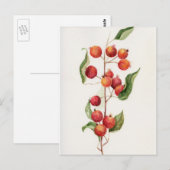 Waterverf kleine appelbranche briefkaart (Voorkant / Achterkant)