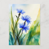 Waterverf Korenbloem, Postkruising Briefkaart (Voorkant)