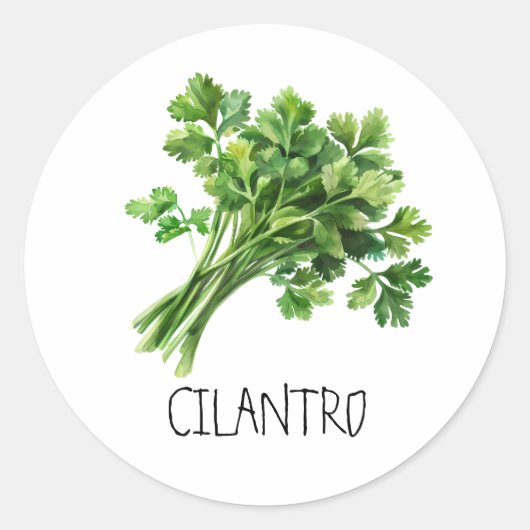 Waterverf Kruid Coriander Ronde Sticker (Voorkant)