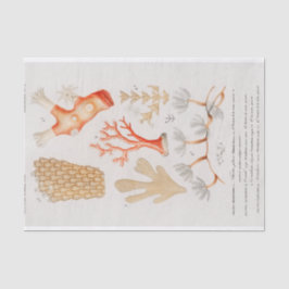 waterverf kustkoraal tissuepapier