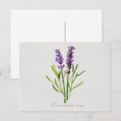 Waterverf Lavandula Vera Briefkaart (Voorkant / Achterkant)