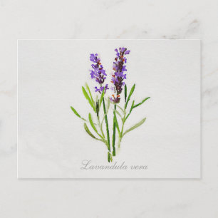 Waterverf Lavandula Vera Briefkaart
