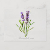 Waterverf Lavandula Vera Briefkaart (Voorkant)