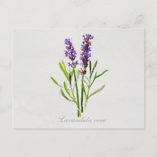 Waterverf Lavandula Vera Briefkaart (Voorkant)