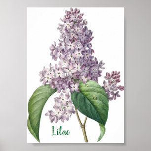 Waterverf Lavendel Sering Illustratie Poster