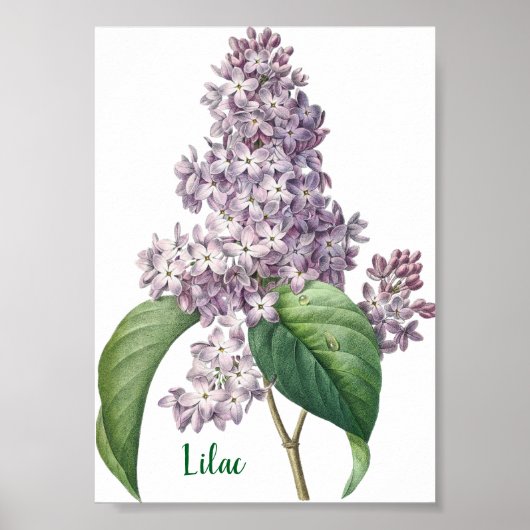 Waterverf Lavendel Sering Illustratie Poster (Voorkant)