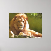 Waterverf Leeuw in de Dierentuin Canvas Afdruk (Voorkant)