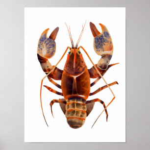 Waterverf Lobster Crustaceancore Poster