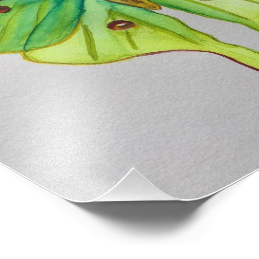 Waterverf Luna Moth Foto Afdruk (Hoek)