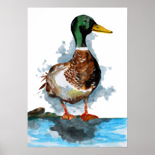Waterverf Mallard Duck Poster