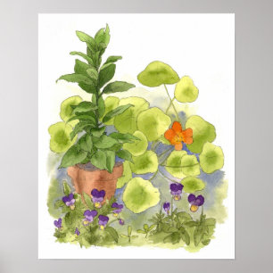 Waterverf Nasturtium Flower Bay Tree Herbs Poster
