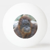 Waterverf Orang Pingpongbal (Achterkant)