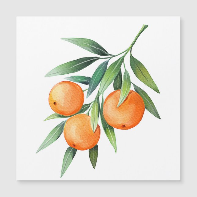 Waterverf Oranje vruchten: takken geïsoleerd. (Voorkant)