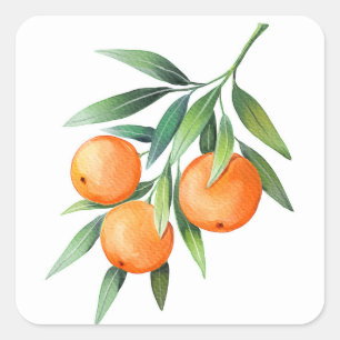 Waterverf Oranje vruchten: takken geïsoleerd. Vierkante Sticker