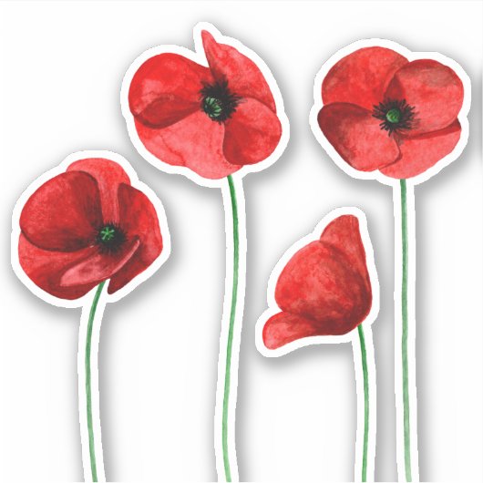 Waterverf papaver. Rode bloemen. Zomer bloemen Sticker (Voorkant)