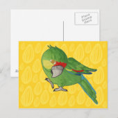 Waterverf papegaai briefkaart (Voorkant / Achterkant)