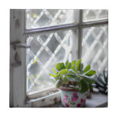 Waterverf  Plant in het venster Tegeltje (Voorkant)