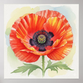 Waterverf Poppy Poster