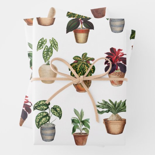 Waterverf Potlood Planten Terracotta Pots Pattern Inpakpapier Vel (In situ)