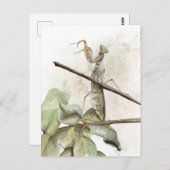 Waterverf Pray Mantis Briefkaart (Voorkant / Achterkant)