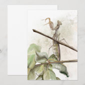 Waterverf Pray Mantis Kaart (Voorkant / Achterkant)