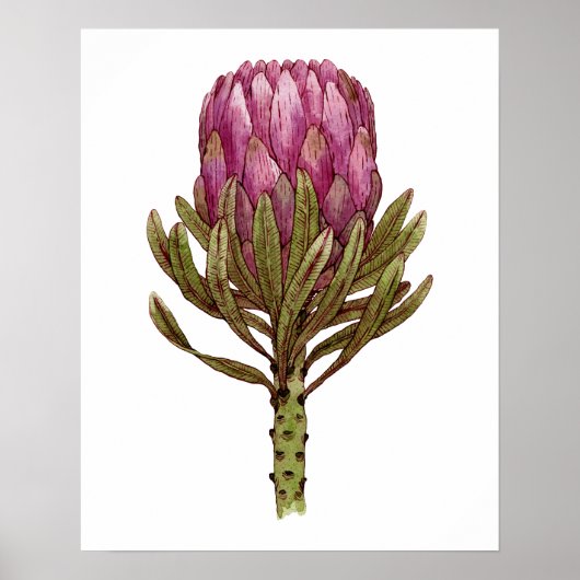 Waterverf Protea Plant Illustratie Poster  (Voorkant)