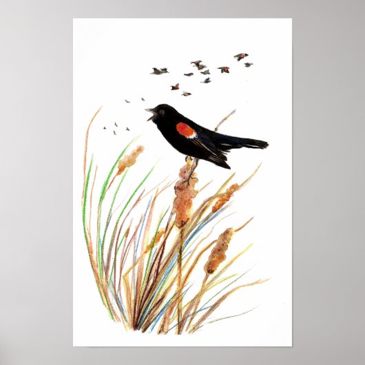 Waterverf Rode Halve Zwarte Vogel - VogelCollectie Poster (Voorkant)