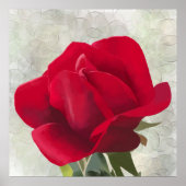 Waterverf rode roos poster (Voorkant)