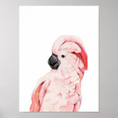 Waterverf Roze Cockato Moluccan Poster (Voorkant)