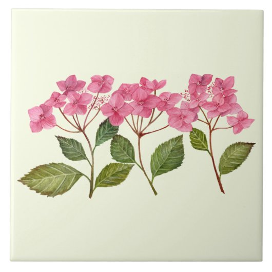 Waterverf Roze Hydrangea Lacecaps Patroon Tegeltje (Voorkant)