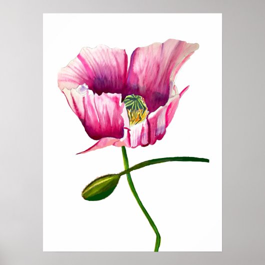 Waterverf roze papaver  bloem poster (Voorkant)