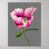 Waterverf roze papaver bloem poster (Voorkant)