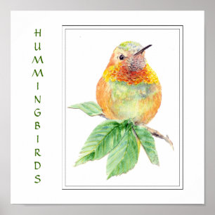 Waterverf Rufous Hummingbird - Bird Collectie Poster