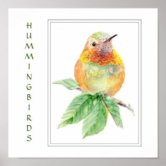 Waterverf Rufous Hummingbird - Bird Collectie Poster (Voorkant)