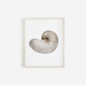 Waterverf schelp poster