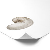 Waterverf schelp poster (Hoek)