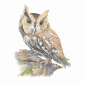 Waterverf Screech Uil Vogel Natuur Kunst Sticker (Voorkant)