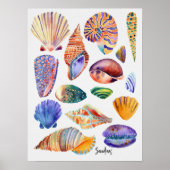 Waterverf Shells Poster (Voorkant)