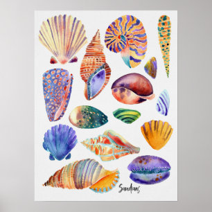 Waterverf Shells Poster