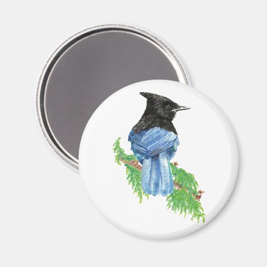 Waterverf Stellar Jay, Bird, Natuur Collectie Magneet (Voorkant / Achterkant)
