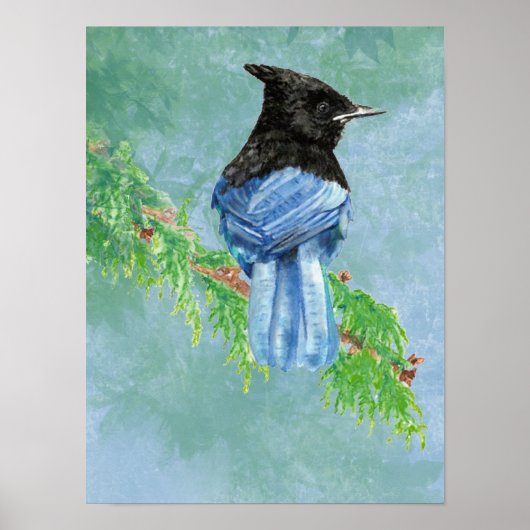 Waterverf Stellar Jay Bird Natuur Poster (Voorkant)