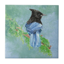 Waterverf Stellar Jay Bird Wildlife Art