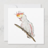 Waterverf tekening van een kaketoe papegaai (Voorkant)