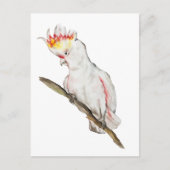 Waterverf tekening van een kaketoe papegaai briefkaart (Voorkant)