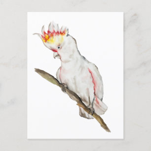 Waterverf tekening van een kaketoe papegaai briefkaart