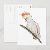 Waterverf tekening van een kaketoe papegaai briefkaart (Voorkant / Achterkant)