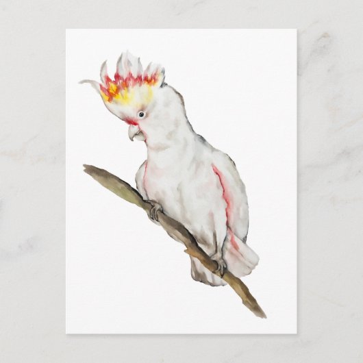 Waterverf tekening van een kaketoe papegaai briefkaart (Voorkant)
