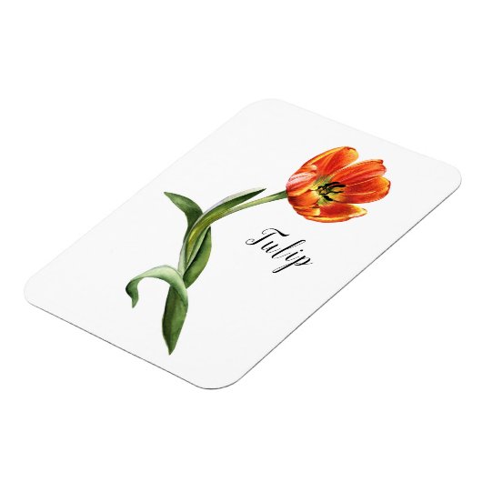 Waterverf Tulip Floral Magneet (Linkerzijde)